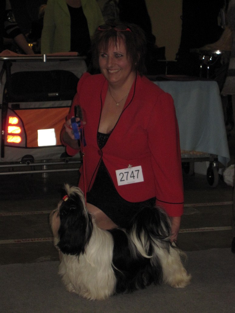 Shih Tzu Danmark